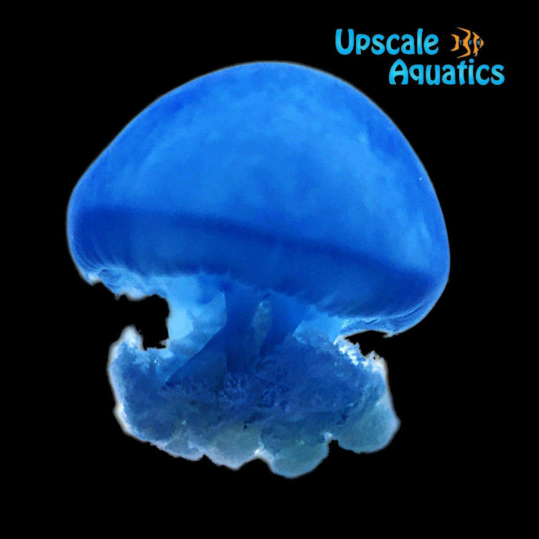 Blue Blubber Jellyfish (Catostylus sp.)