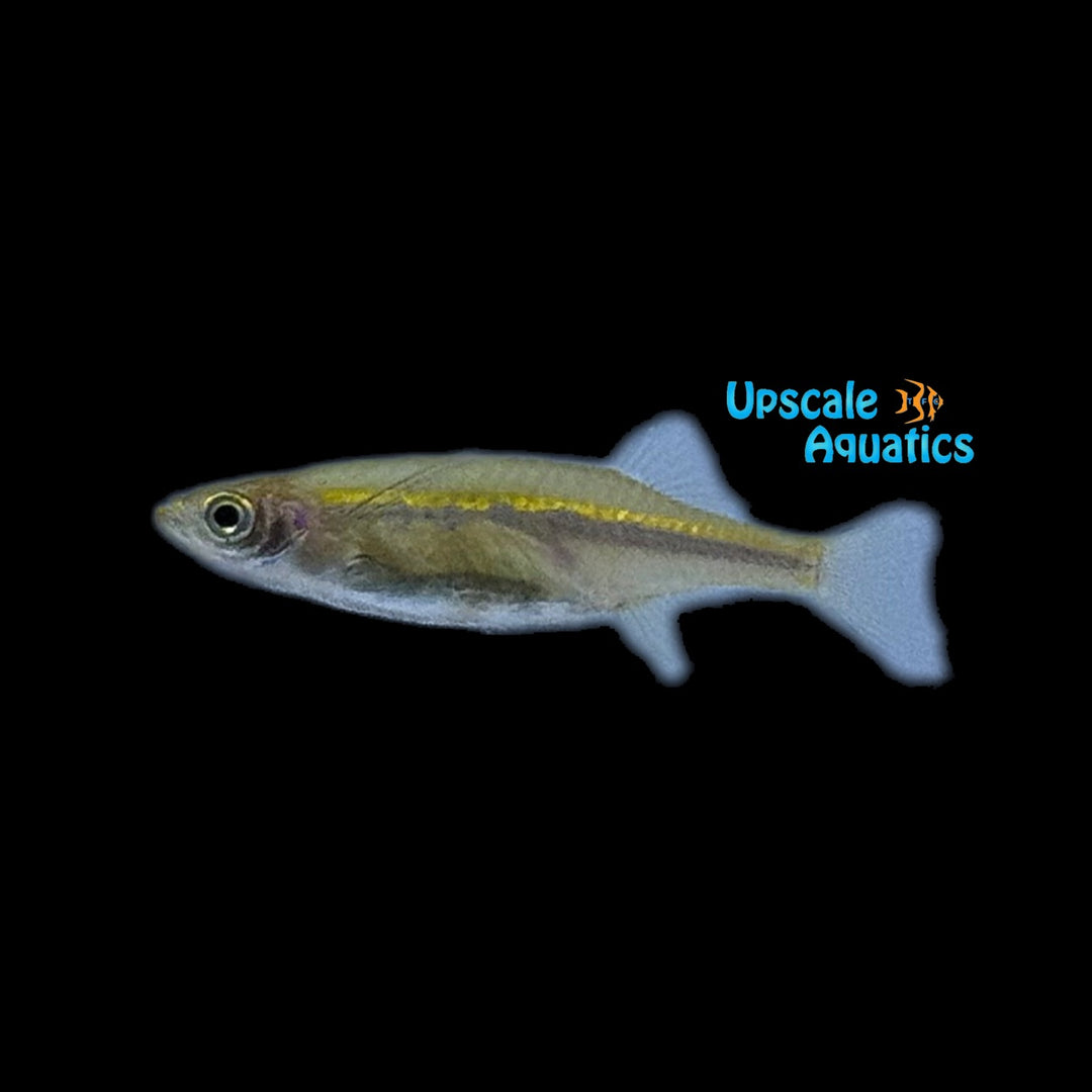 Orange Hatchet Danio (Neochela dadiburjori)