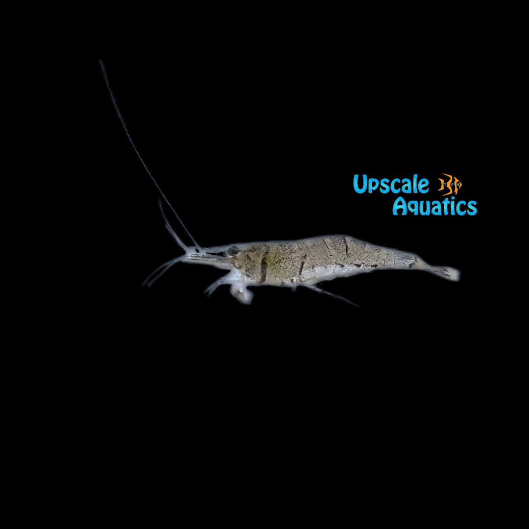 Six Banded Sulawesi Shrimp (Caridina holthuisi)