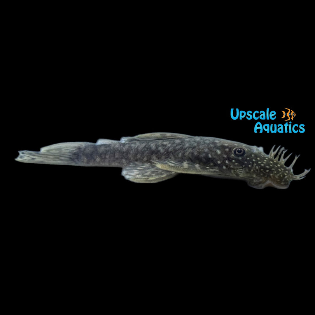 Thorned Bristlenose Pleco (Ancistrus multispinis)