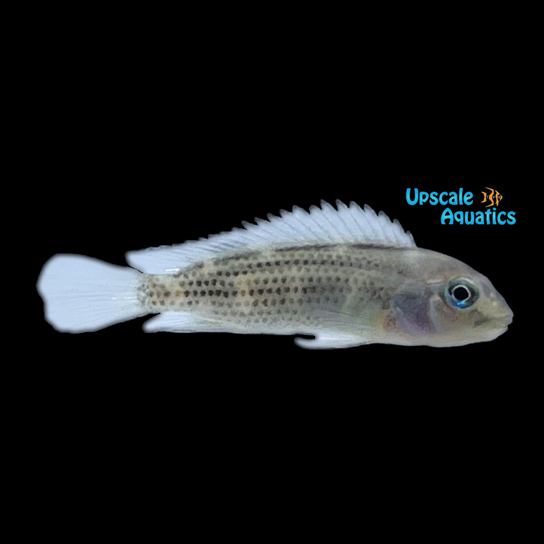Gibbiceps Buffalo Head Cichlid (Steatocranus gibbiceps)