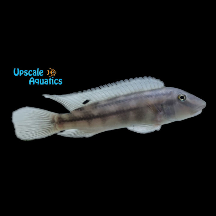 Blue Lipped Buffalo Head (Steatocranus irvinei)