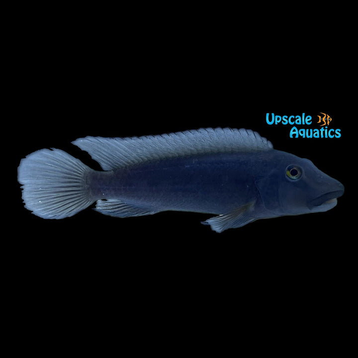 Blue Lipped Buffalo Head (Steatocranus irvinei)