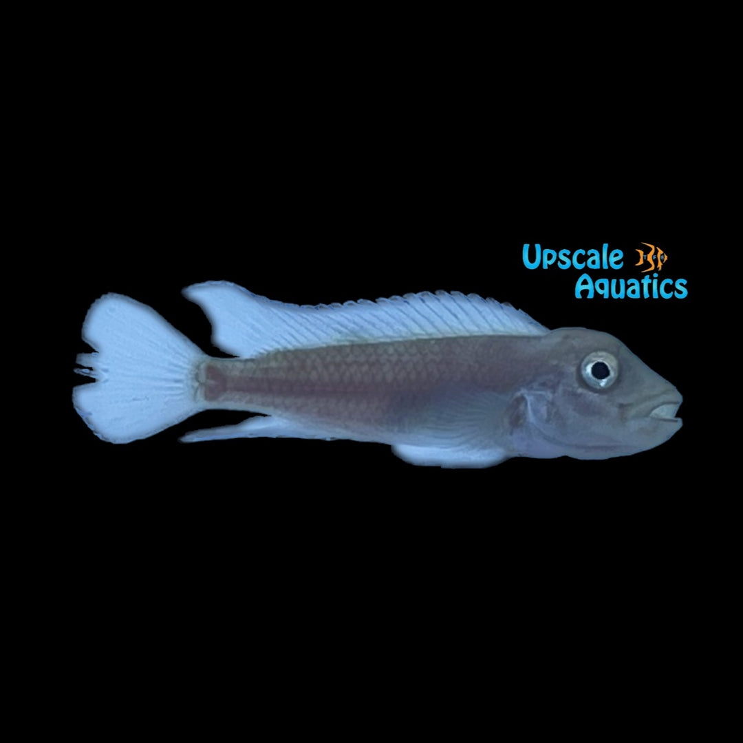 Inga Buffalo Head Cichlid (Staetocranus sp. inga)