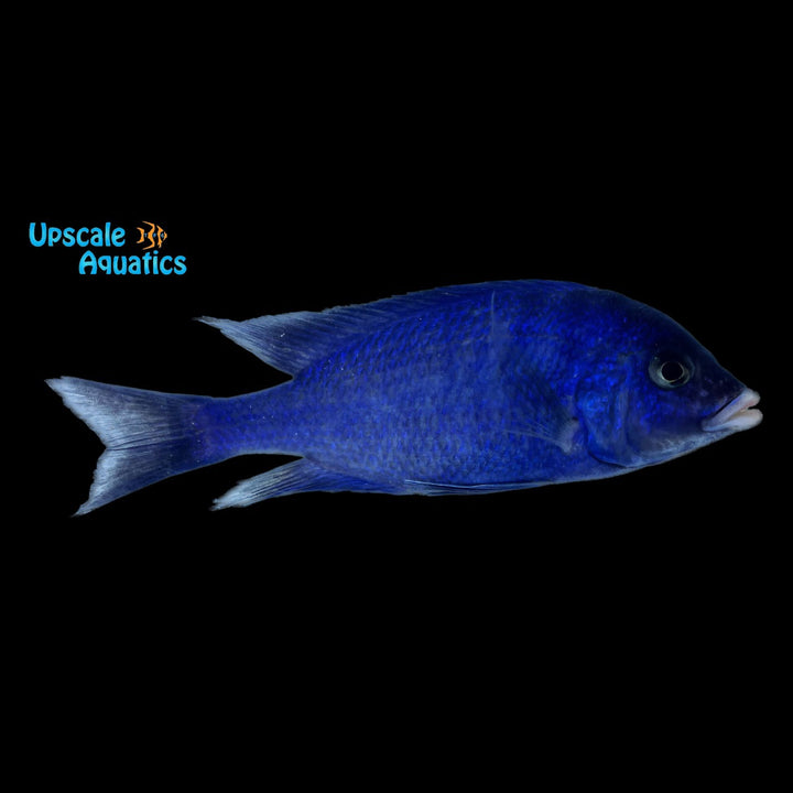 Mdoka White Lips (Placidochromis phenochilus 'Mdoka')