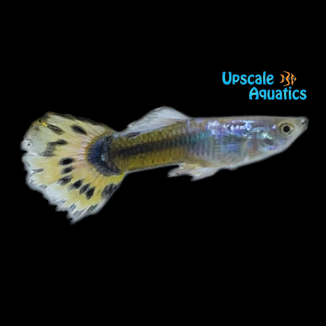 Yellow Leopard Guppy (Poecilia reticulata)
