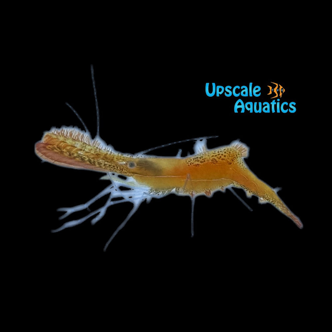 Donald Duck Shrimp (Leander plumosus)