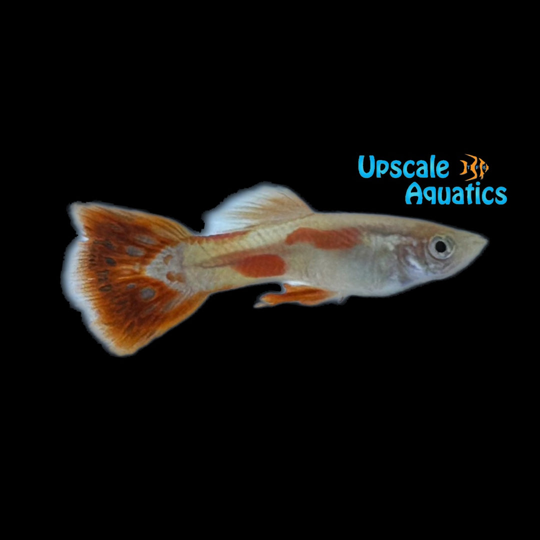 Red Pigeonblood Guppy (Poecilia reticulata)