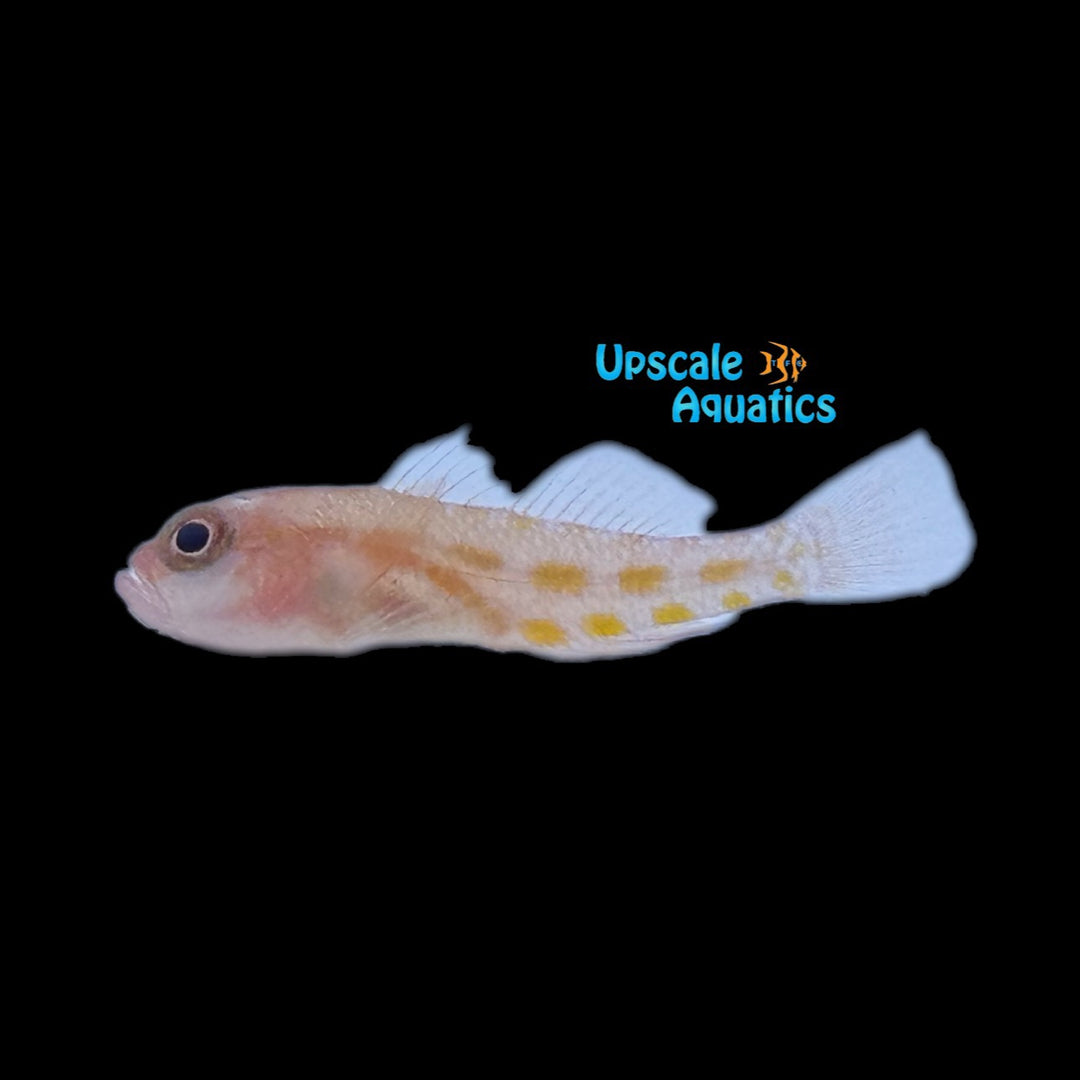 Orange Blotched Pygmy Goby (Trimma annosum)