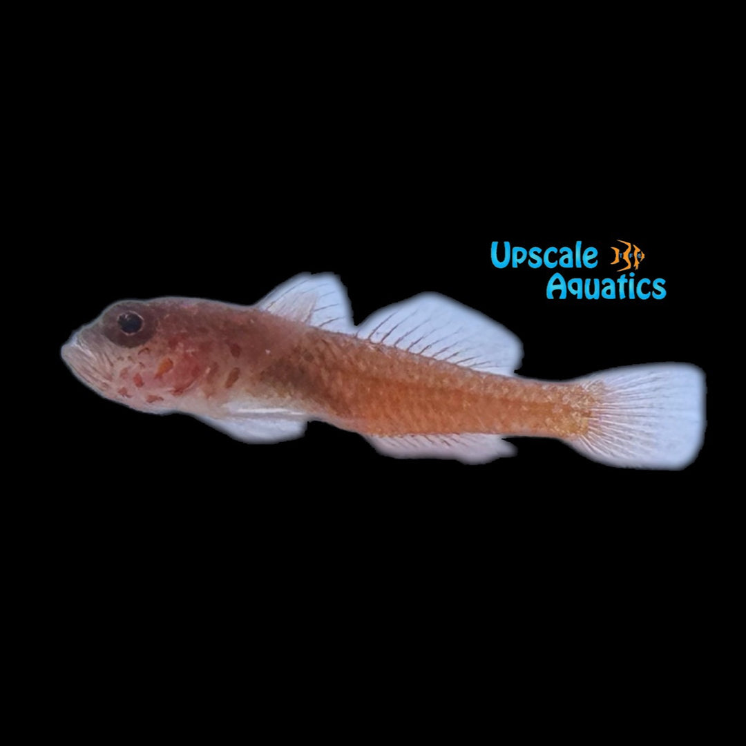 Orange-Red Pygmy Goby (Trimma okinawae)