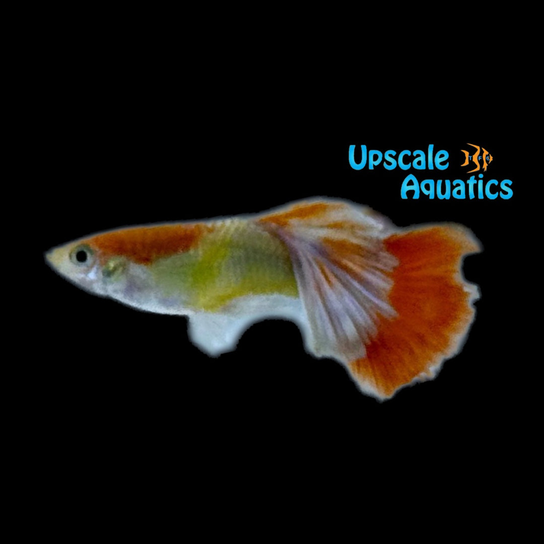 Red Halfmoon Guppy (Poecilia reticulata)