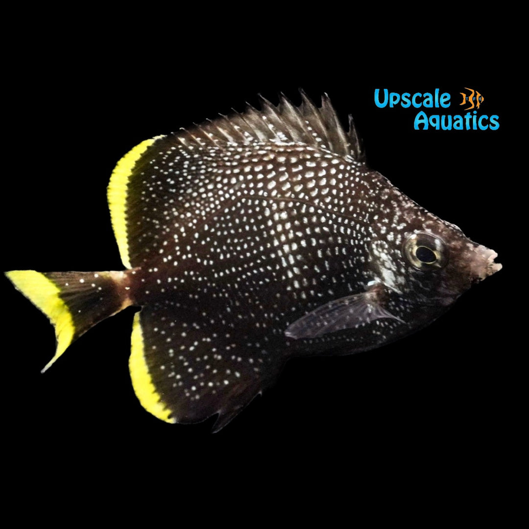 Wrought Iron Butterflyfish - Juvenile (Chaetodon daedalma)