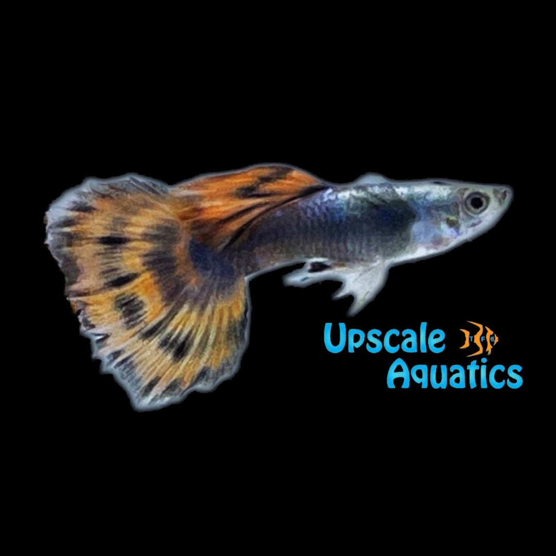 Red Mosaic Dumbo Guppy (Poecilia reticulata)
