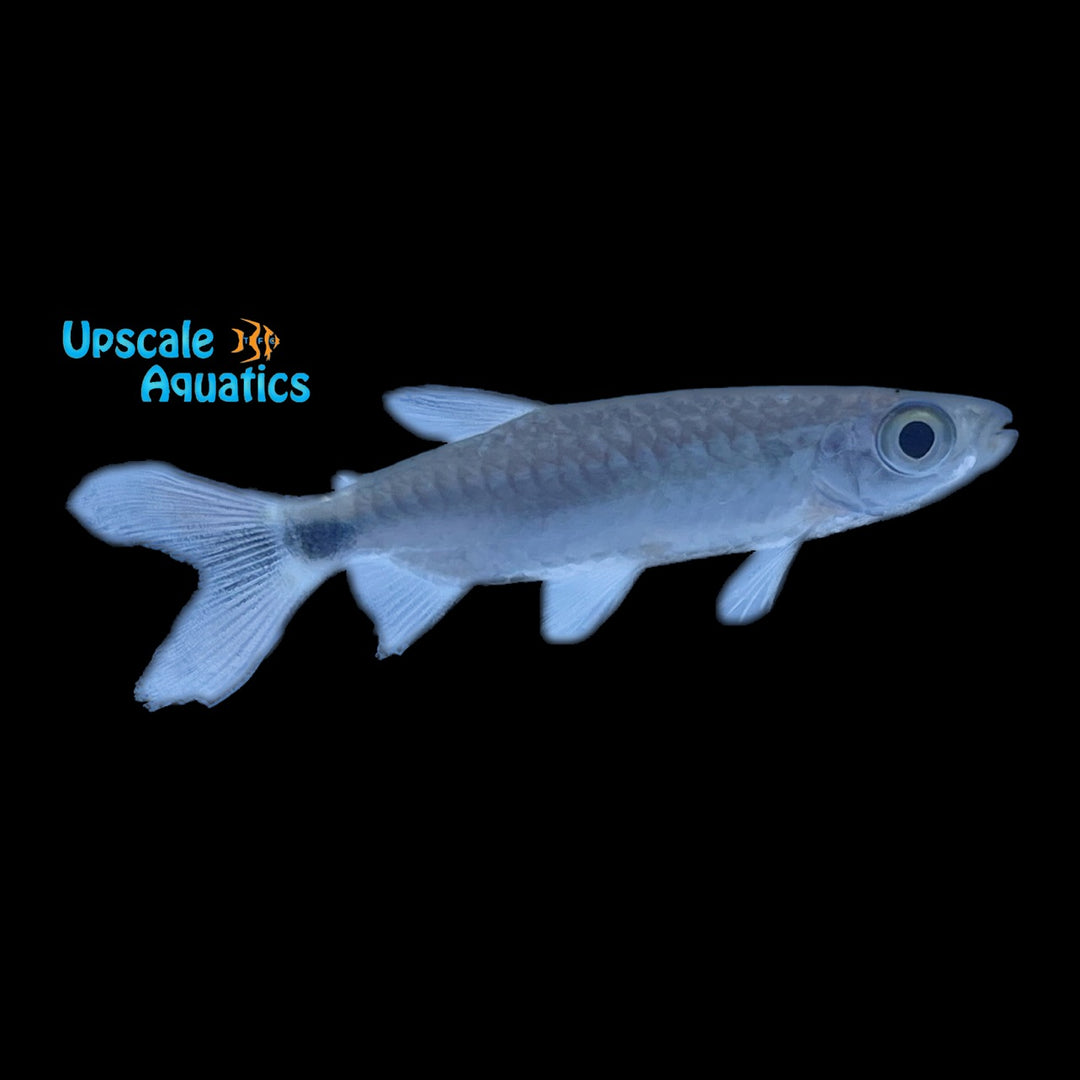 Blue Spot African Tetra (Brycinus poptae)