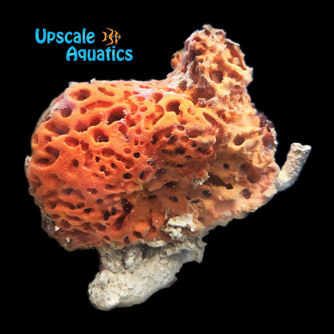 Orange Honeycomb Sponge (Hemimycale columella)