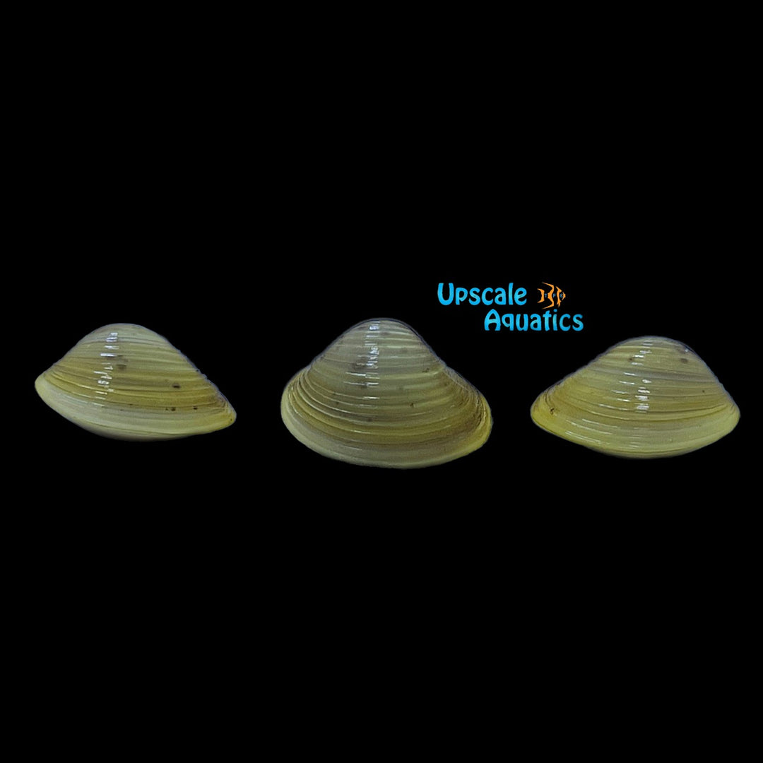 Gold Freshwater Clam (Corbicula fluminea)