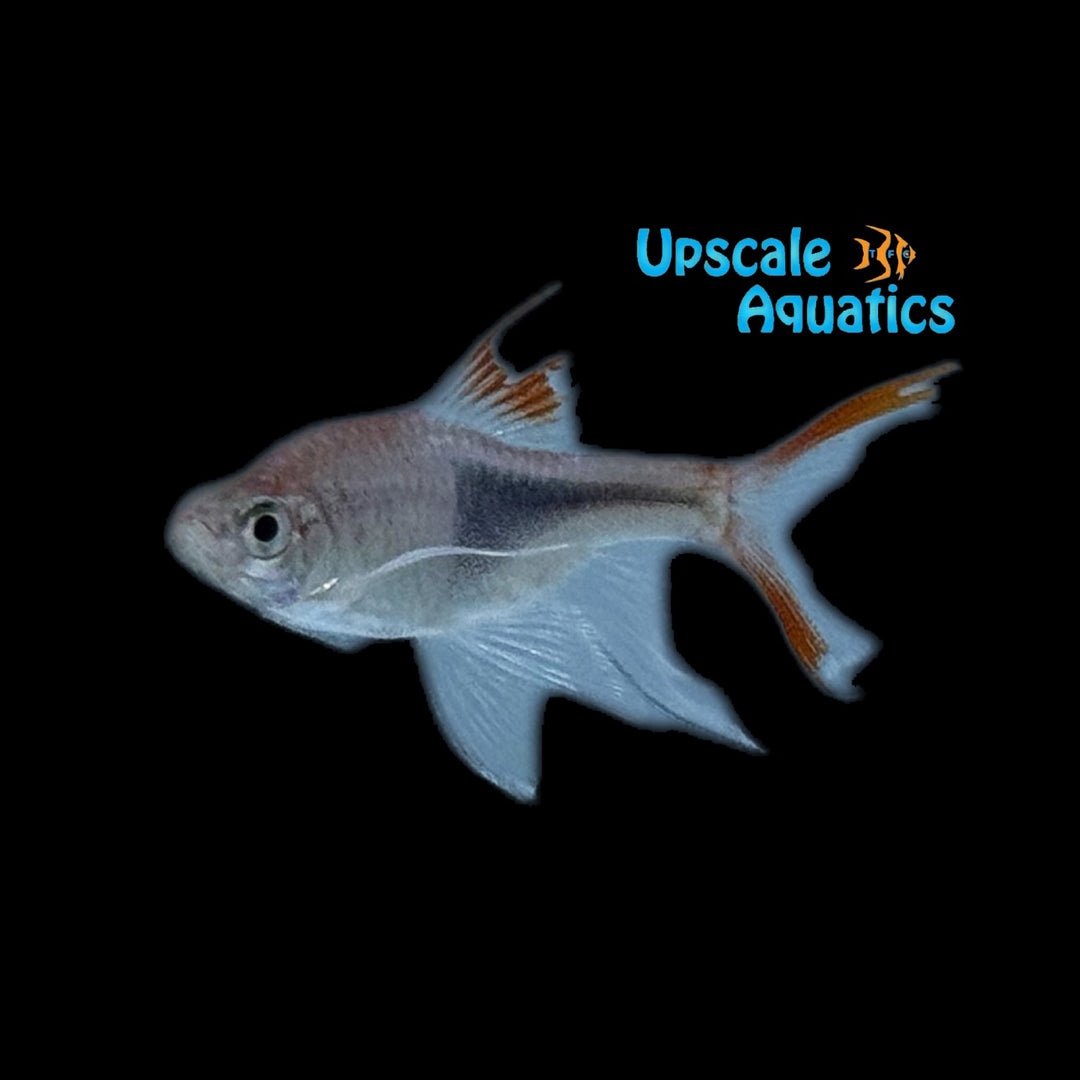 Longfin Harlequin Rasbora (Trigonostigma heteromorpha longfin)