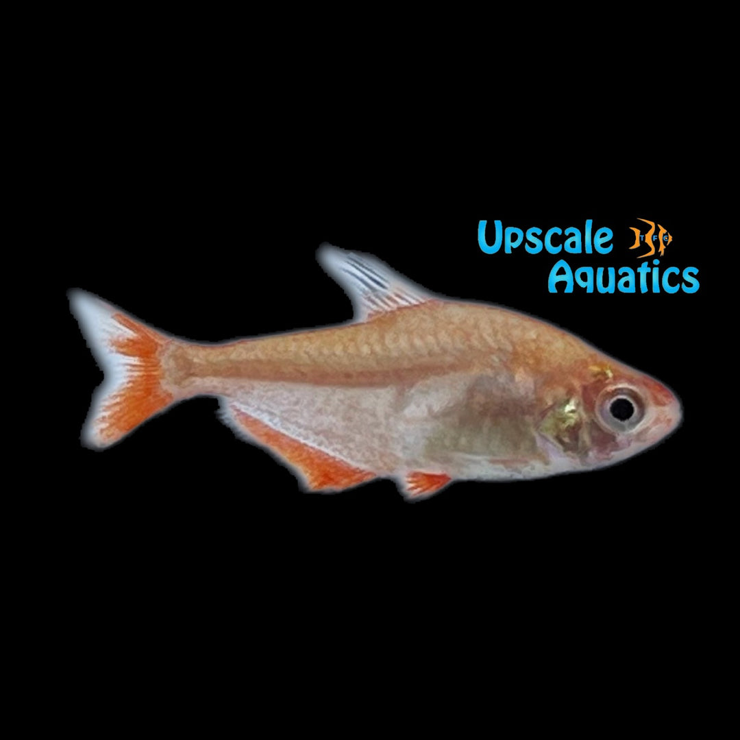 Coral Red Serpae Tetra (Hyphessobrycon eques coral red)