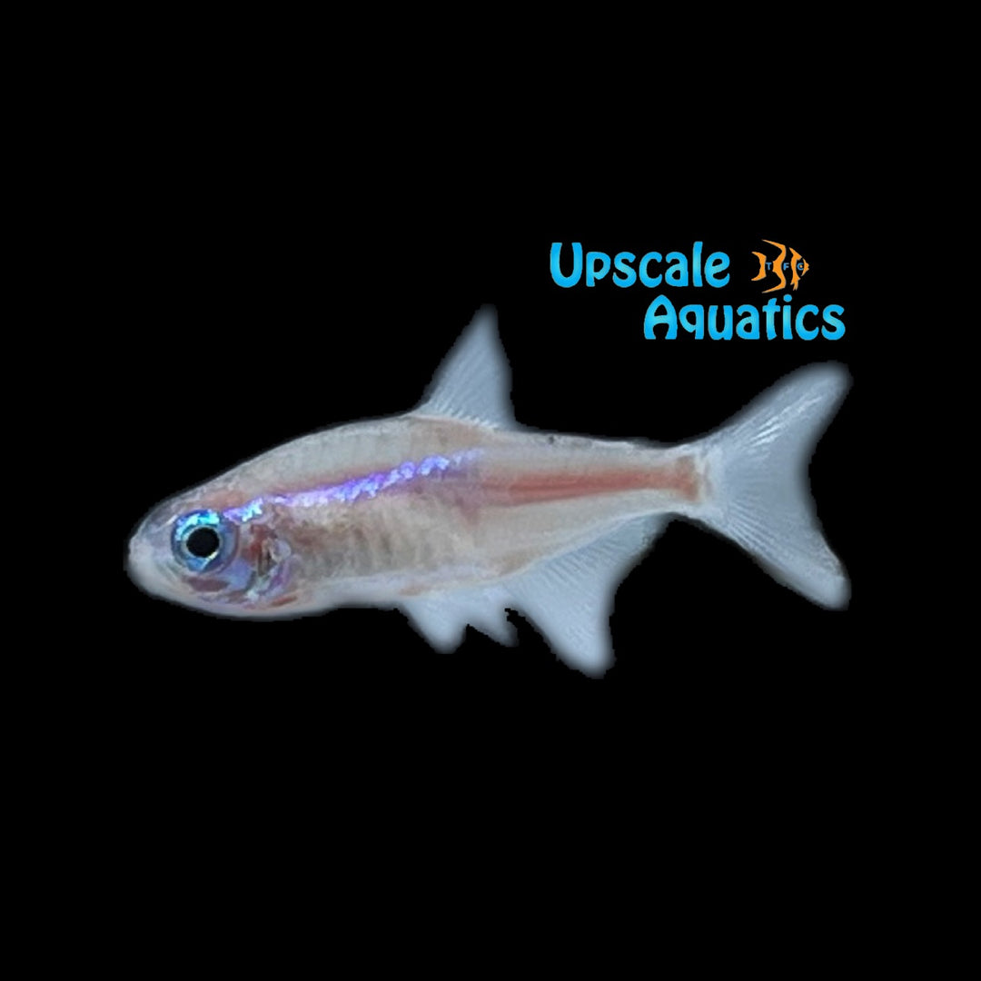 Platinum Neon Tetra (Paracheirodon innesi platinum)