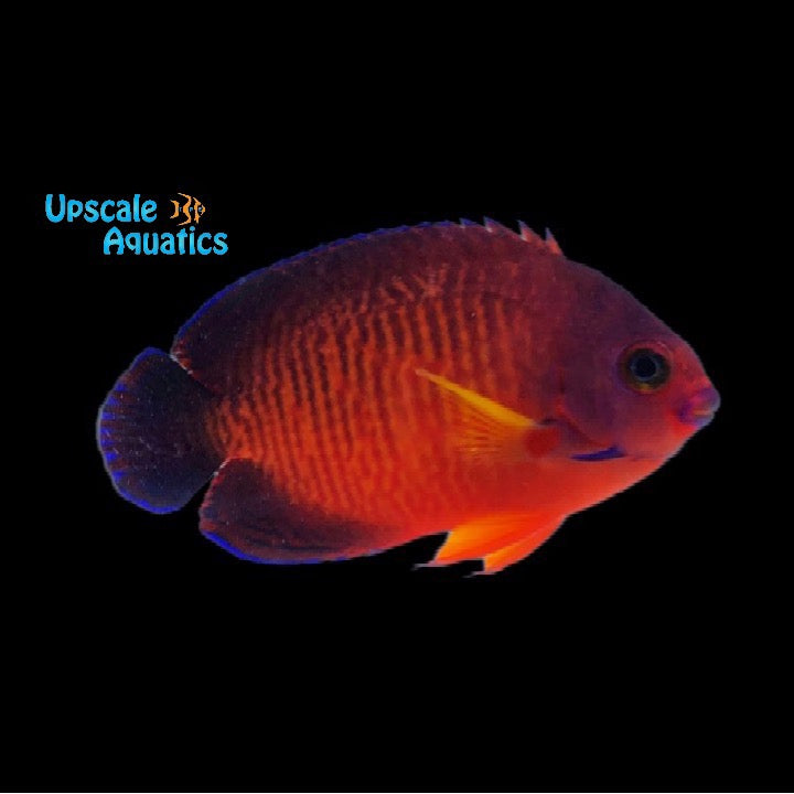 Mango Coral Beauty Angelfish (Centropyge bispinosa)