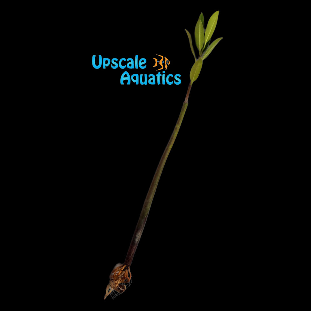 Red Mangrove Plant (Rhizophora mangle)