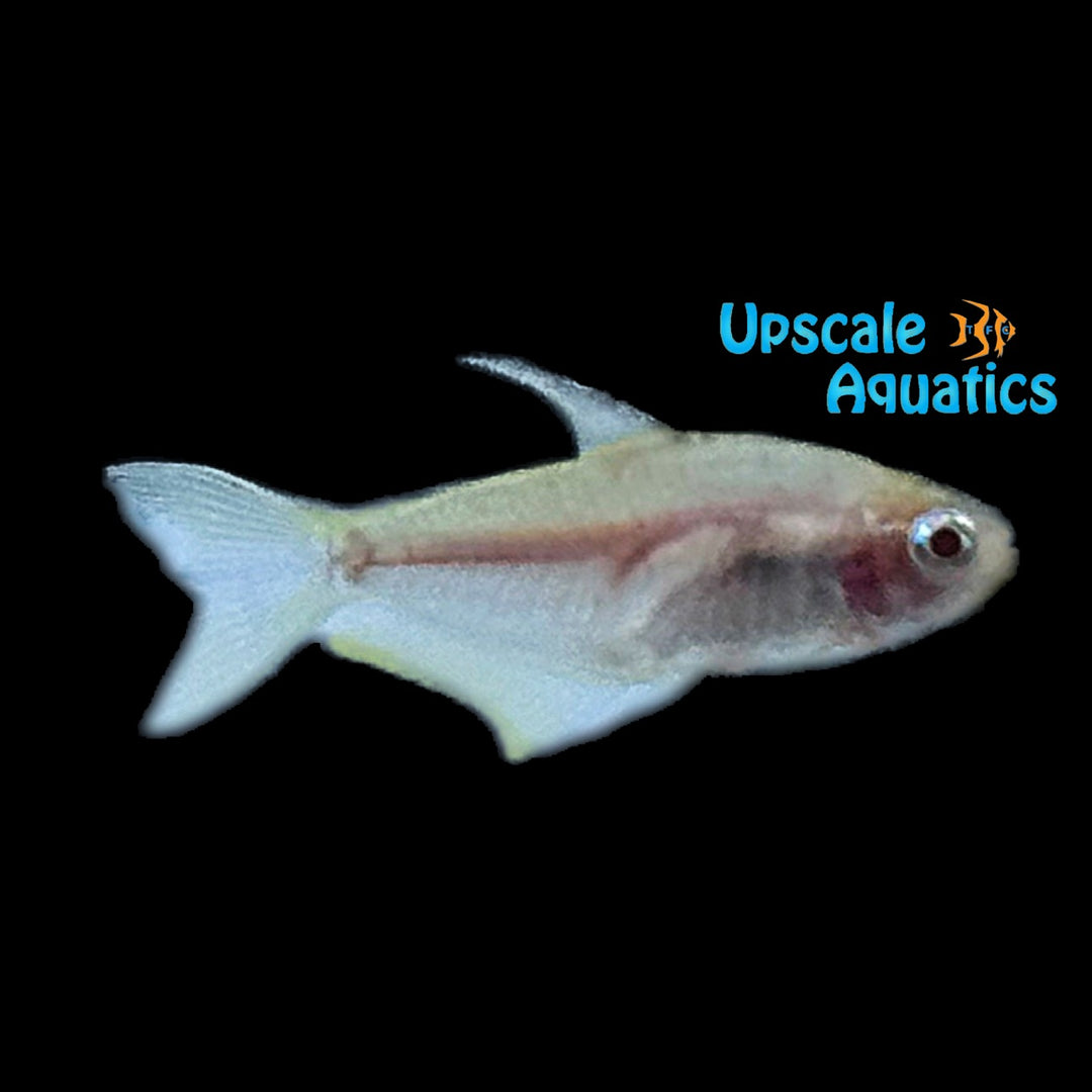 Albino Emperor Tetra (Nematobrycon palmeri albino)