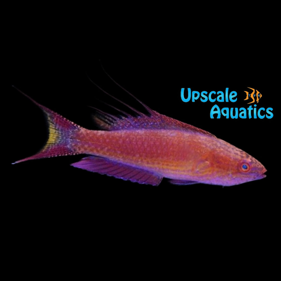 Bell's Flasher Wrasse (Paracheilinus bellae)