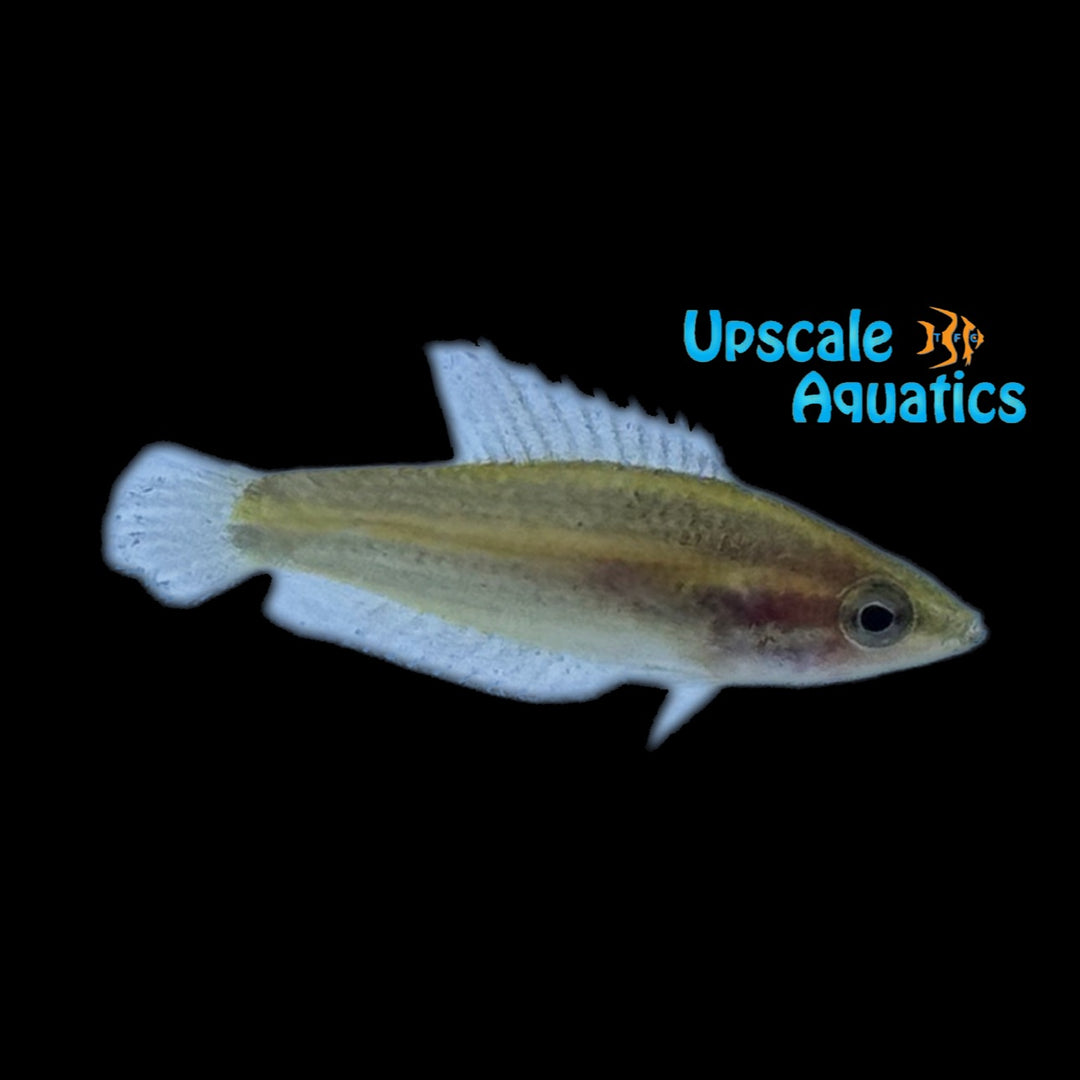 Deissner's Licorice Gourami (Parosphromenus deissneri)