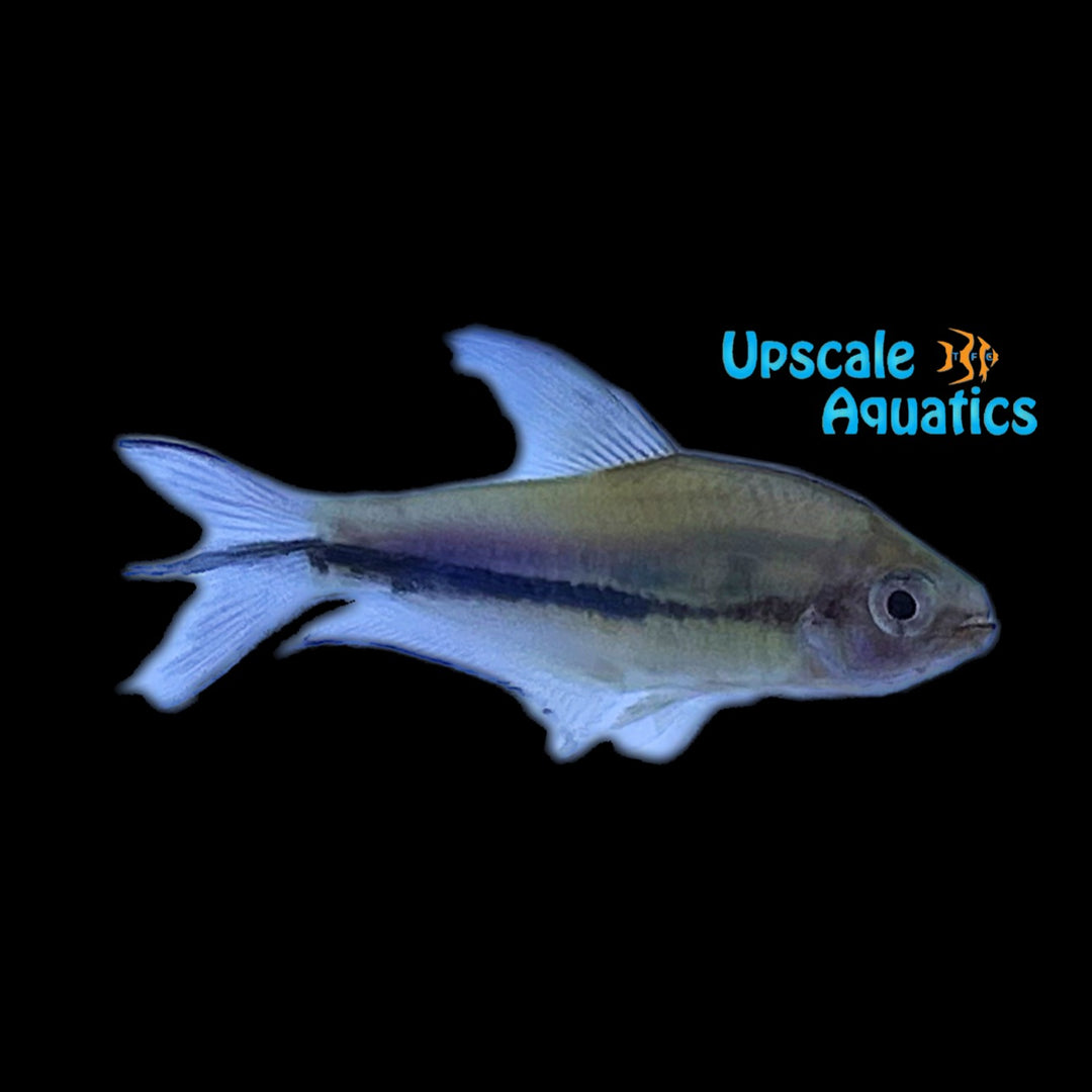 Rainbow Emperor Tetra (Nematobrycon lacortei)
