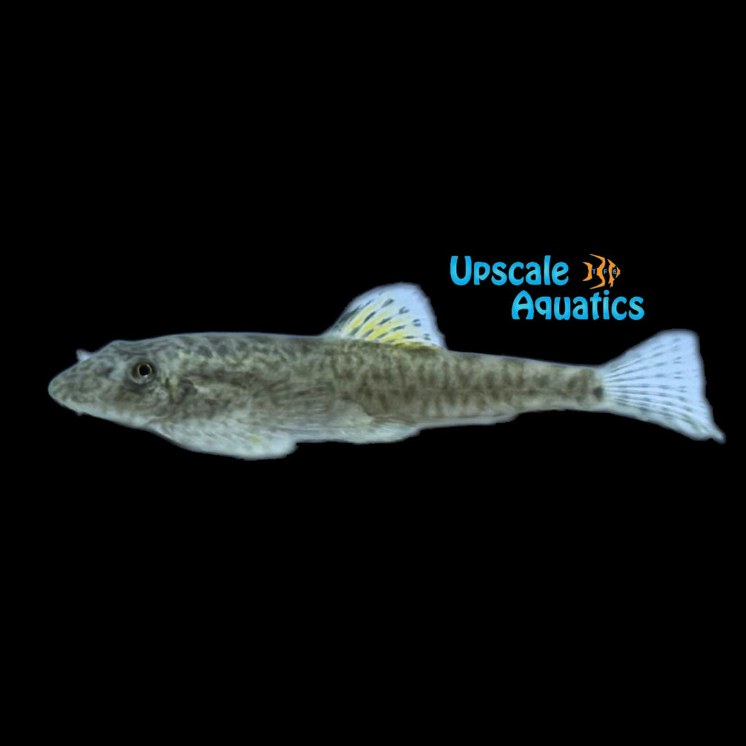 Yellowfin Hillstream Loach (Pseudogastromyzon sp.)