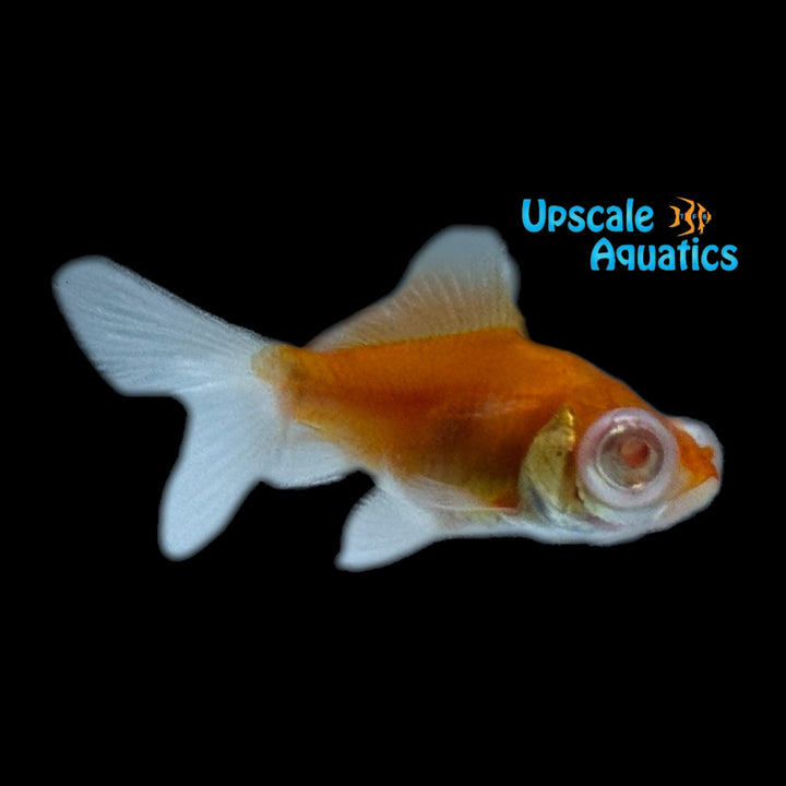 Albino Red & White Moor Goldfish (Carassius auratus)