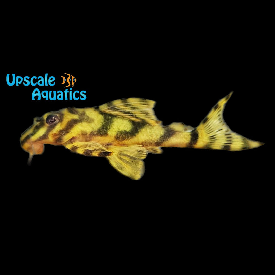 Candy Striped Pleco L015 (Peckoltia vittata)