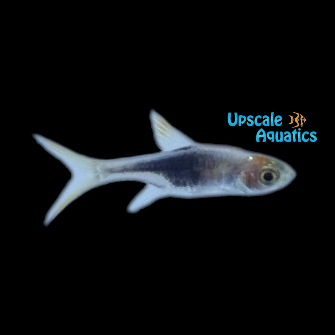 Purple Harlequin Rasbora (Trigonostigma heteromorpha 'purple')