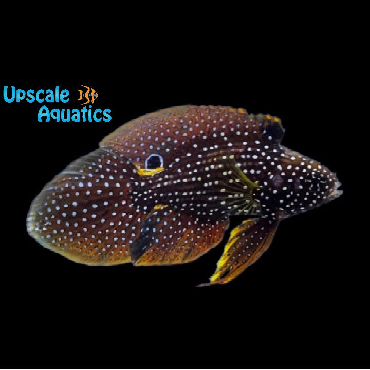 Marine Betta (Calloplesiops altivelis)