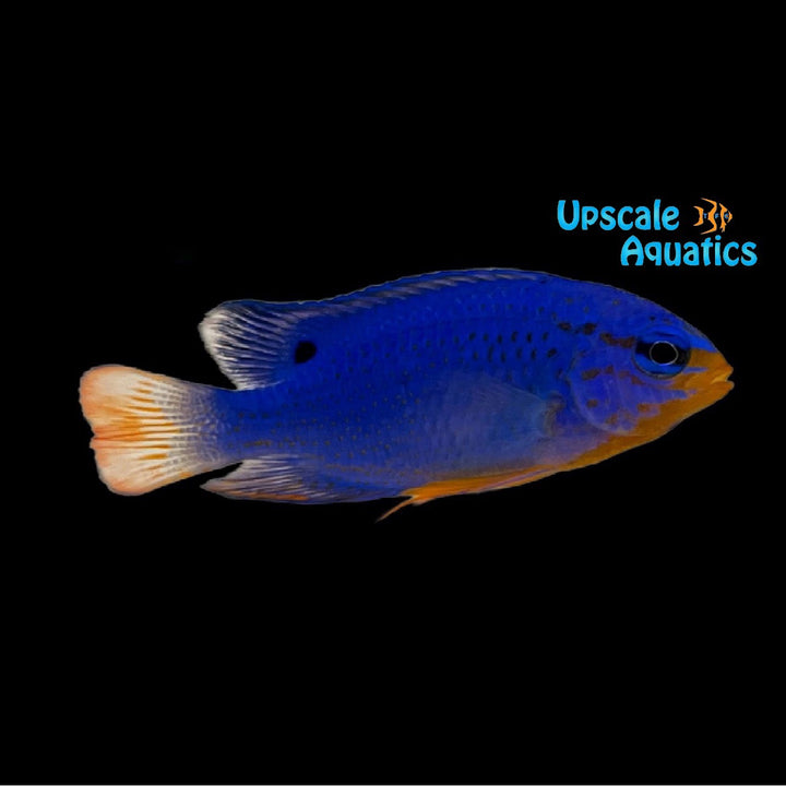 Orange Tail Damsel (Chrysiptera cyanea)