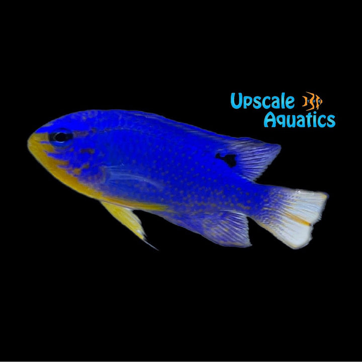 Orange Tail Damsel (Chrysiptera cyanea)