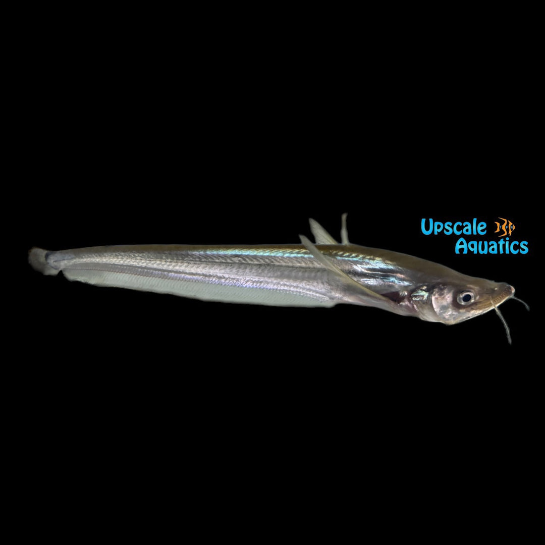Giant Vampire Sheath Fish (Belodontichthys dinema)