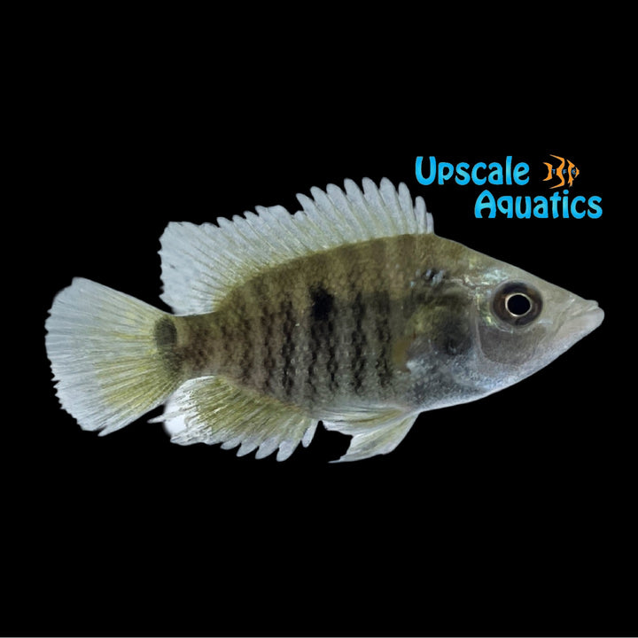 Basketmouth Cichlid (Caquetaia spectabilis)