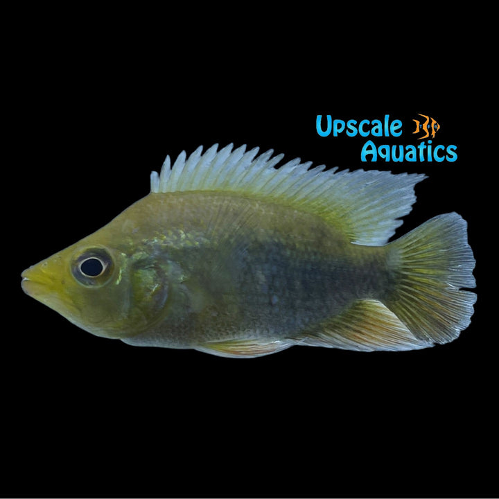 Basketmouth Cichlid (Caquetaia spectabilis)