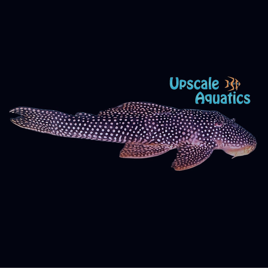 Royal Sunshine Pleco L253 (Scobinancistrus sp. L253)