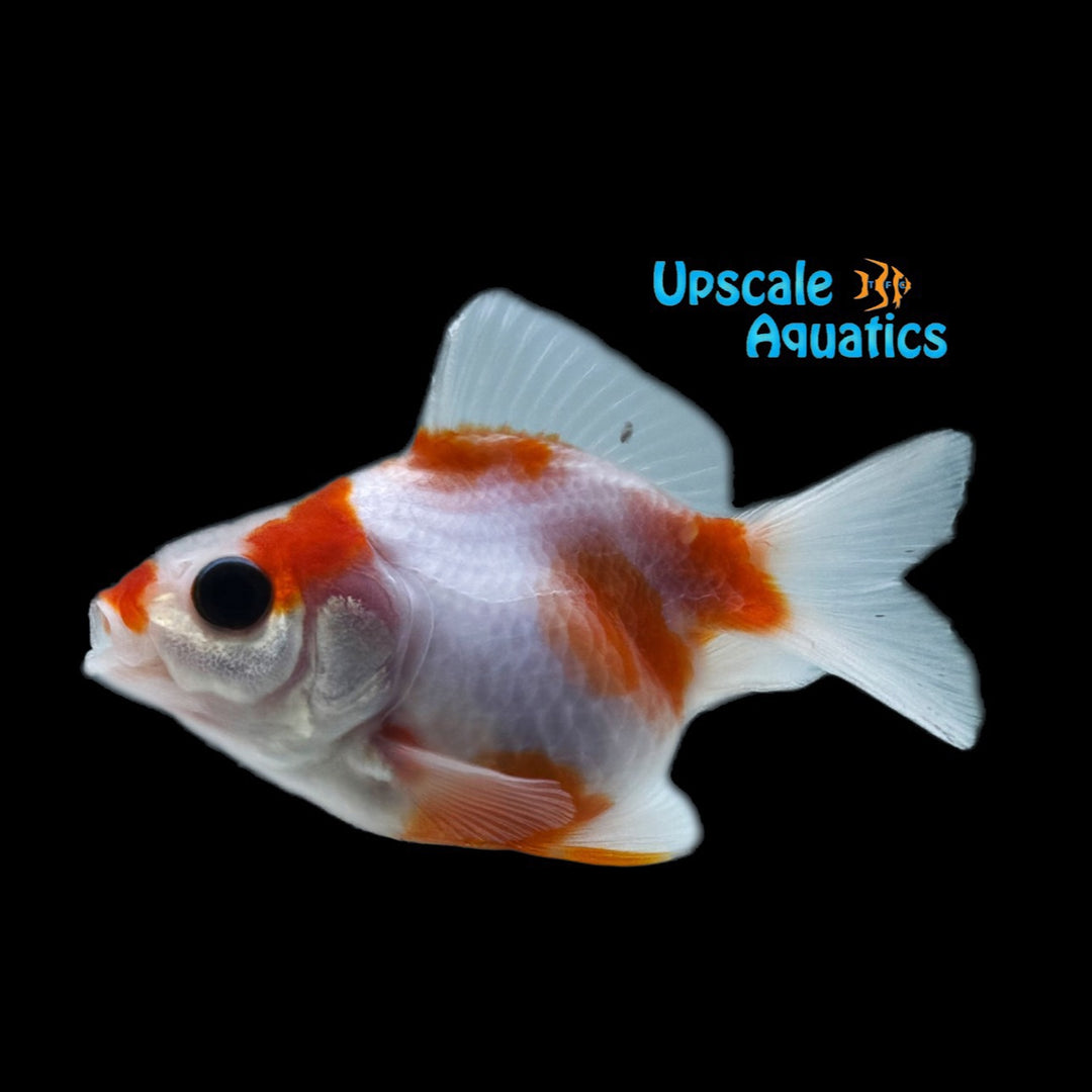 Sakura Ryukin Goldfish (Carassius auratus)