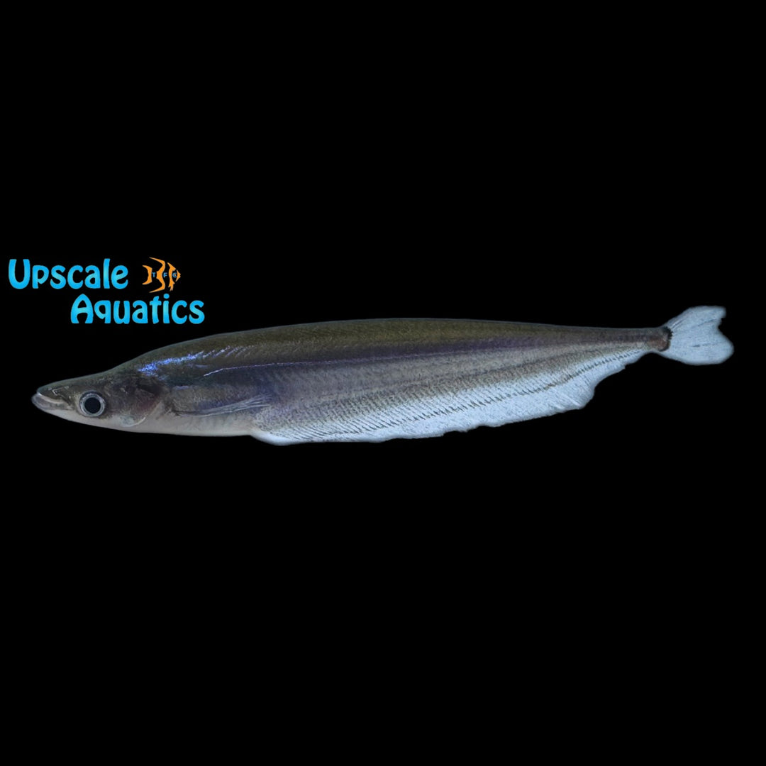 Apogon Catfish (Phalacronotus apogon)