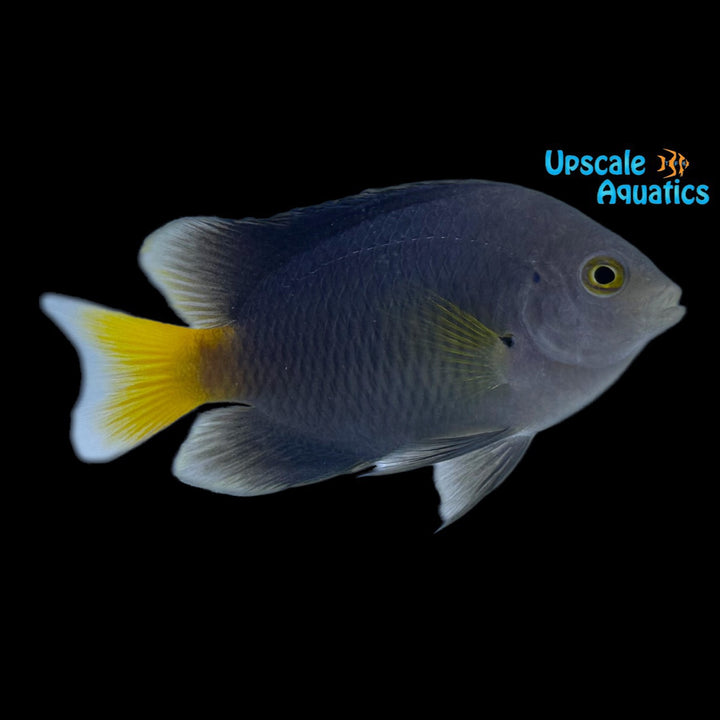 Imitator Damsel (Pomacentrus imitator)