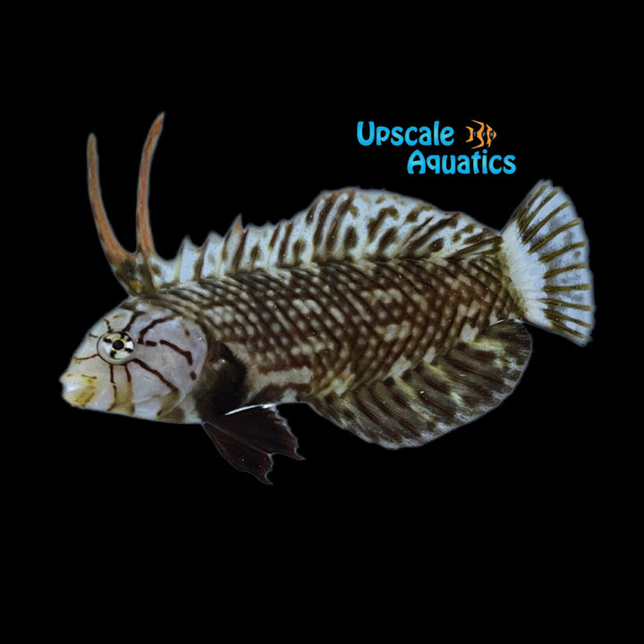 Dragon Wrasse - Juvenile (Novaculichthys taeniourus)