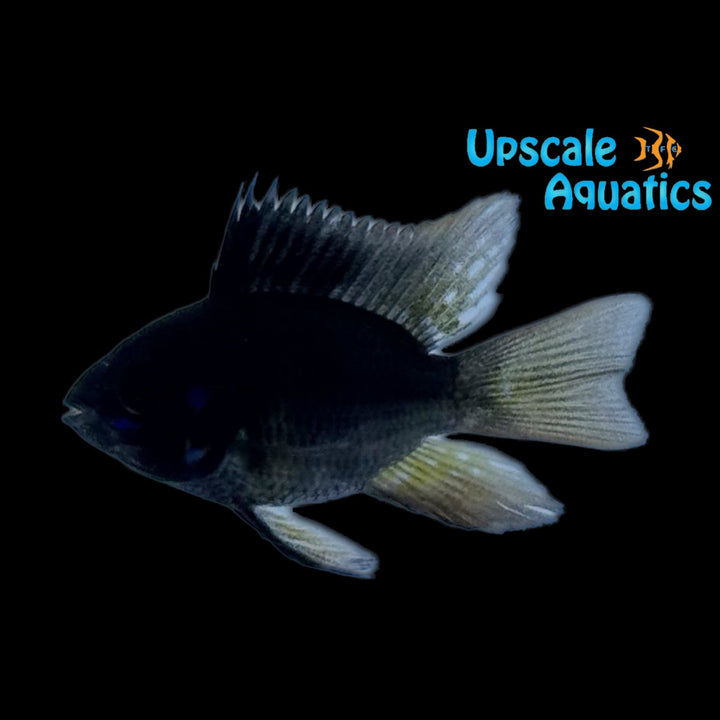 Balloon Black German Ram (Mikrogeophagus ramirezi 'German Black' balloon)