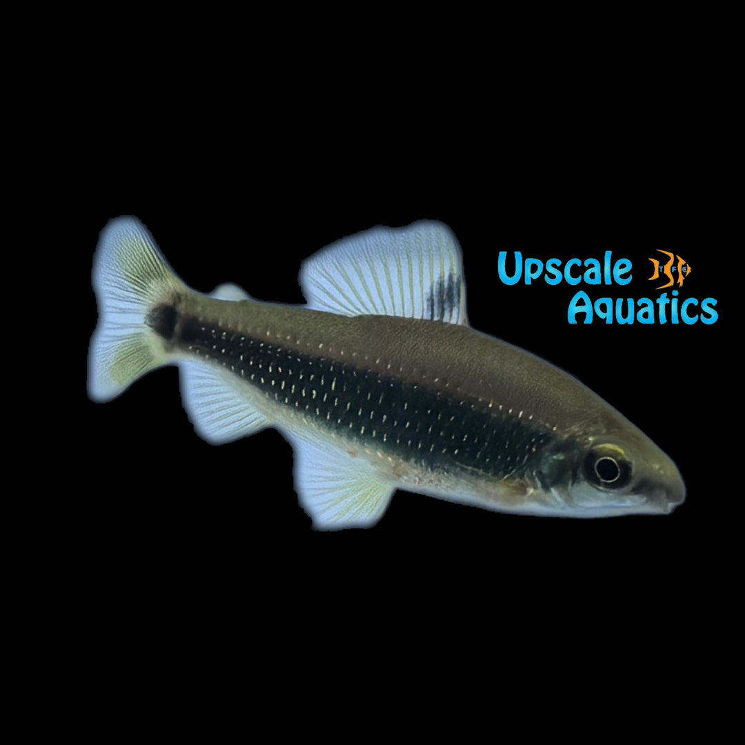 Green Dwarf Distichodus (Distichodus teugelsi)