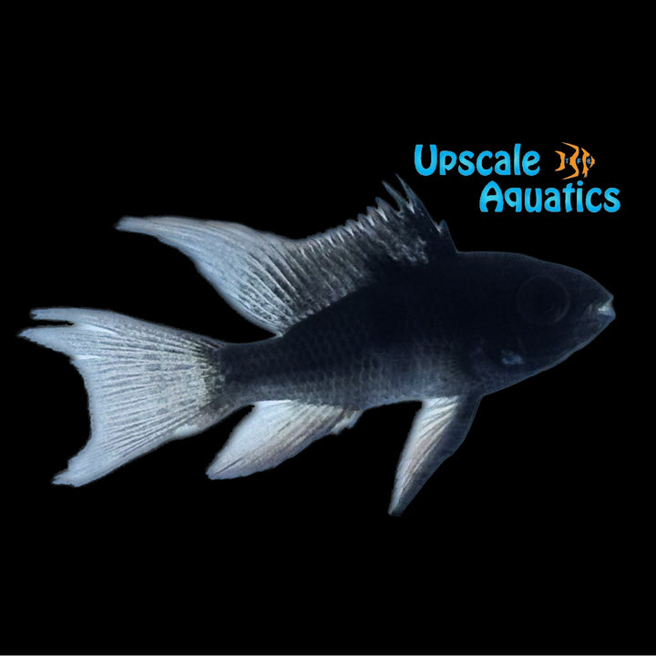 Longfin Black German Ram (Mikrogeophagus ramirezi 'German Black' longfin)