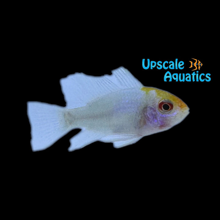 Platinum German Ram (Mikrogeophagus ramirezi 'Platinum')