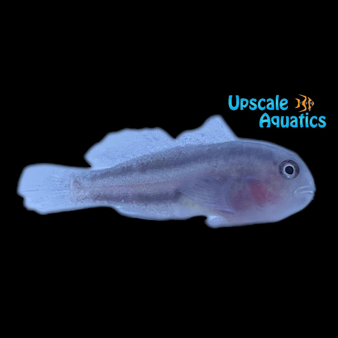 Black & White Clown Goby (Gobiodon albofasciatus)