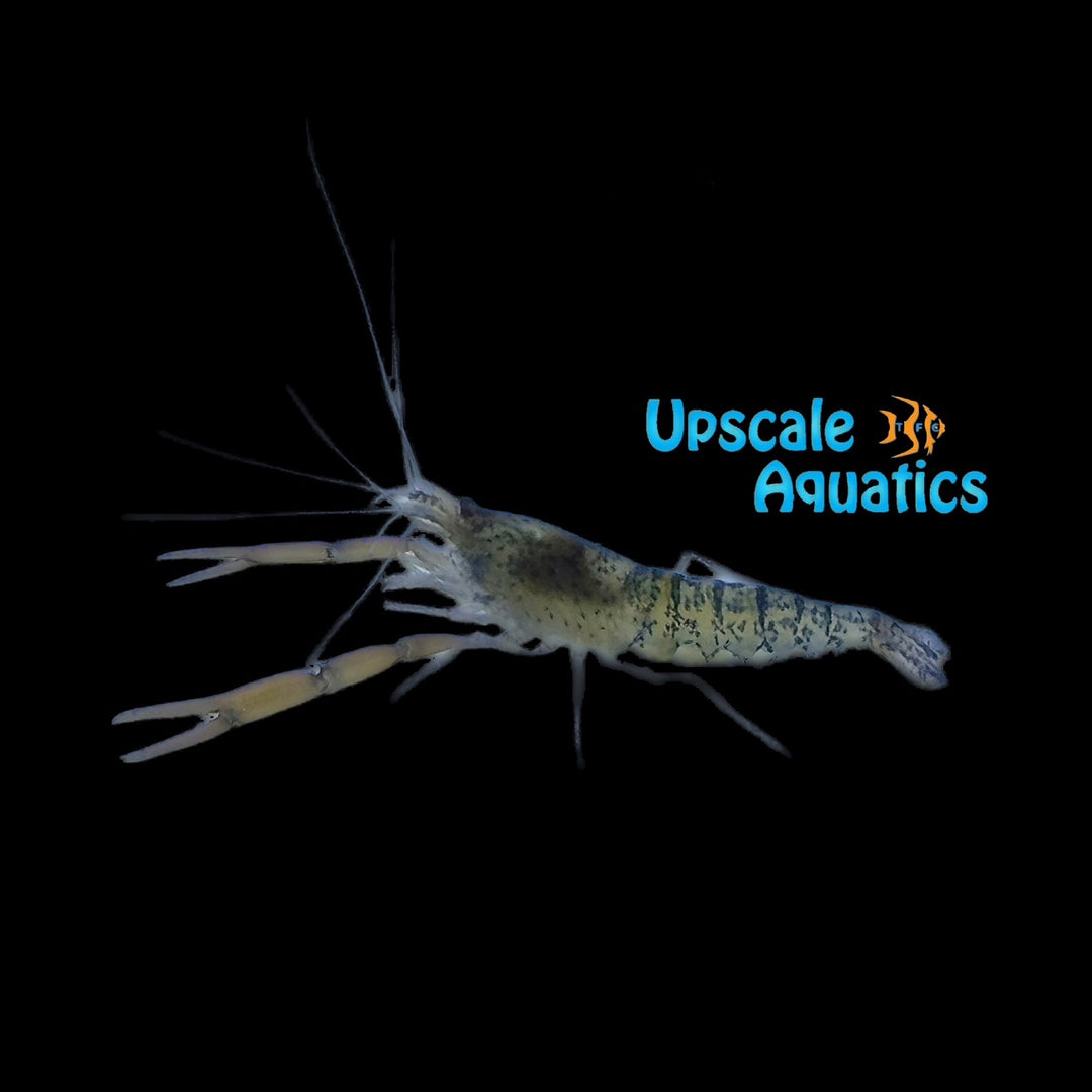 Amazon Tiger Shrimp (Euryrhynchus amazoniensis)